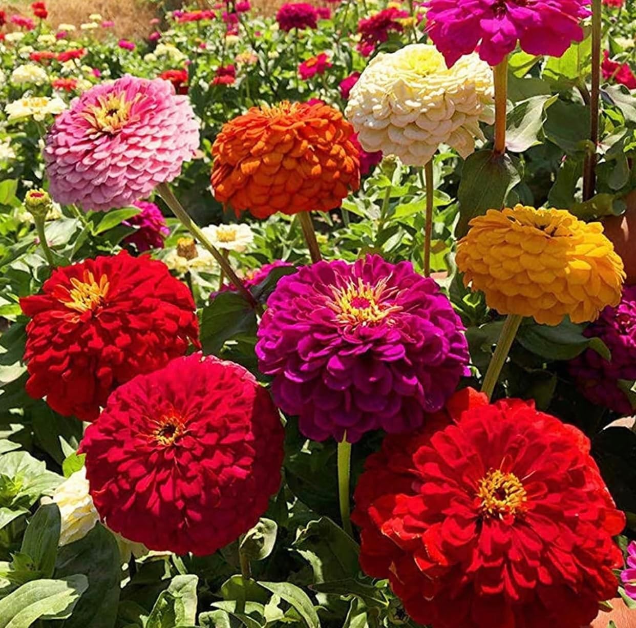 1200+ Crazy Blend Zinnia Seeds for Planting, Heat & Drought Mixed Color