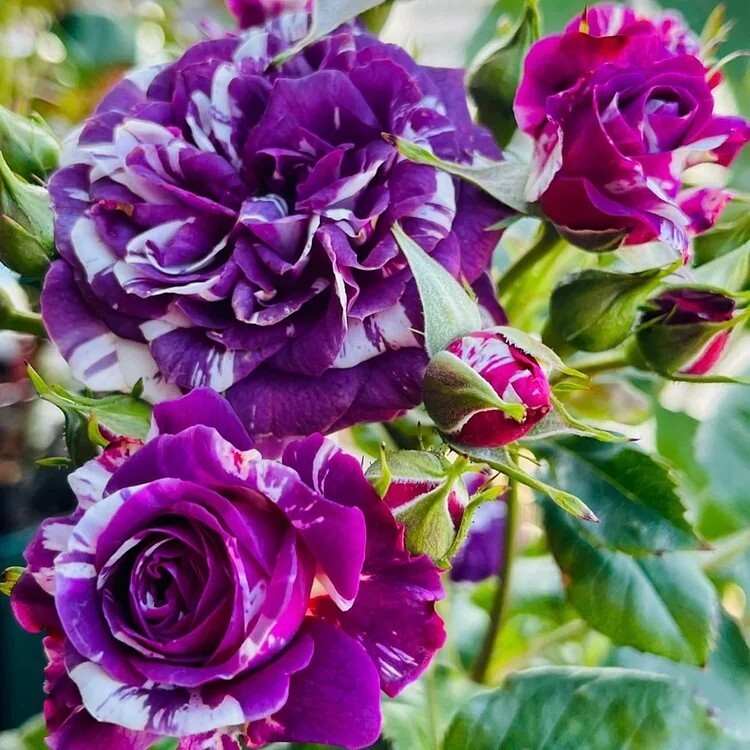 20pcs “Scented Jewel” Purple & White Rose Seeds Fragrant Floribunda Variety