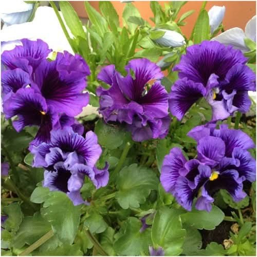 Rococo Pansy Seeds For Planting (Viola germania)