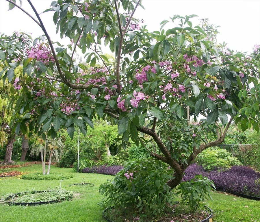 24”-36” Tabebuia Trumpet Tree-Tabebuia heterophylla-Rooted Starter Plant