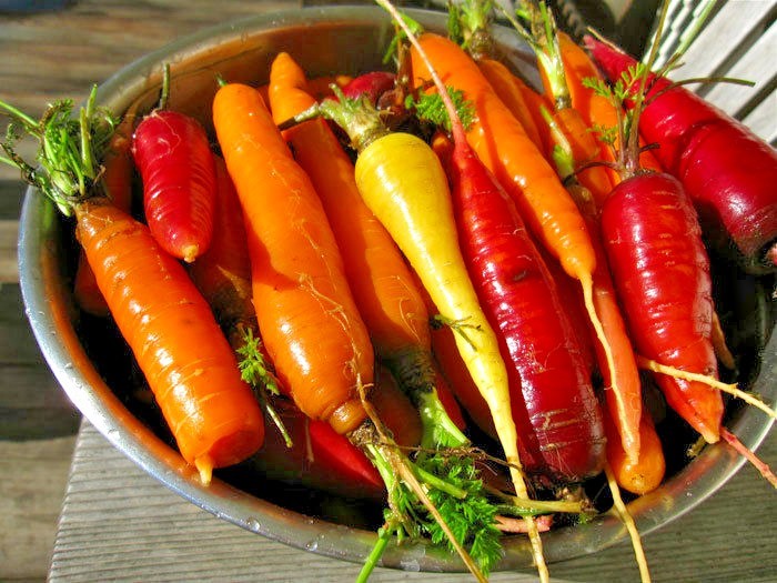 400+RAINBOW CARROTS Seeds 5 Colors Native Heirloom Vegetable Garden Container