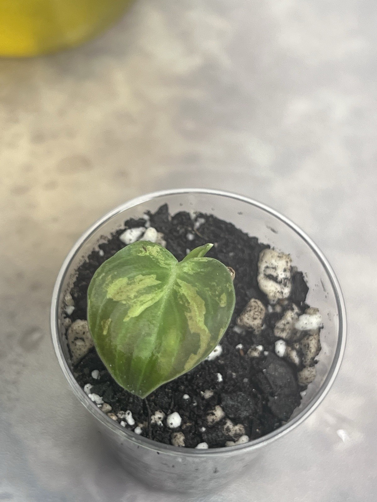Philodendron Orange Melano Starter Plant