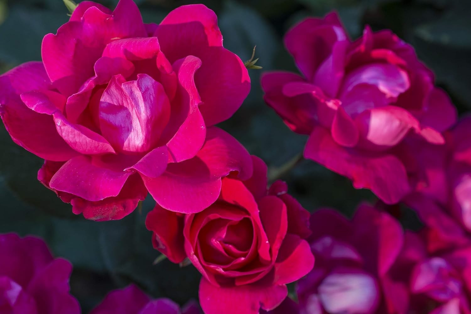 ‘Knock Out’ PP11836 Red Flower Rose – USDA Zones 4-8