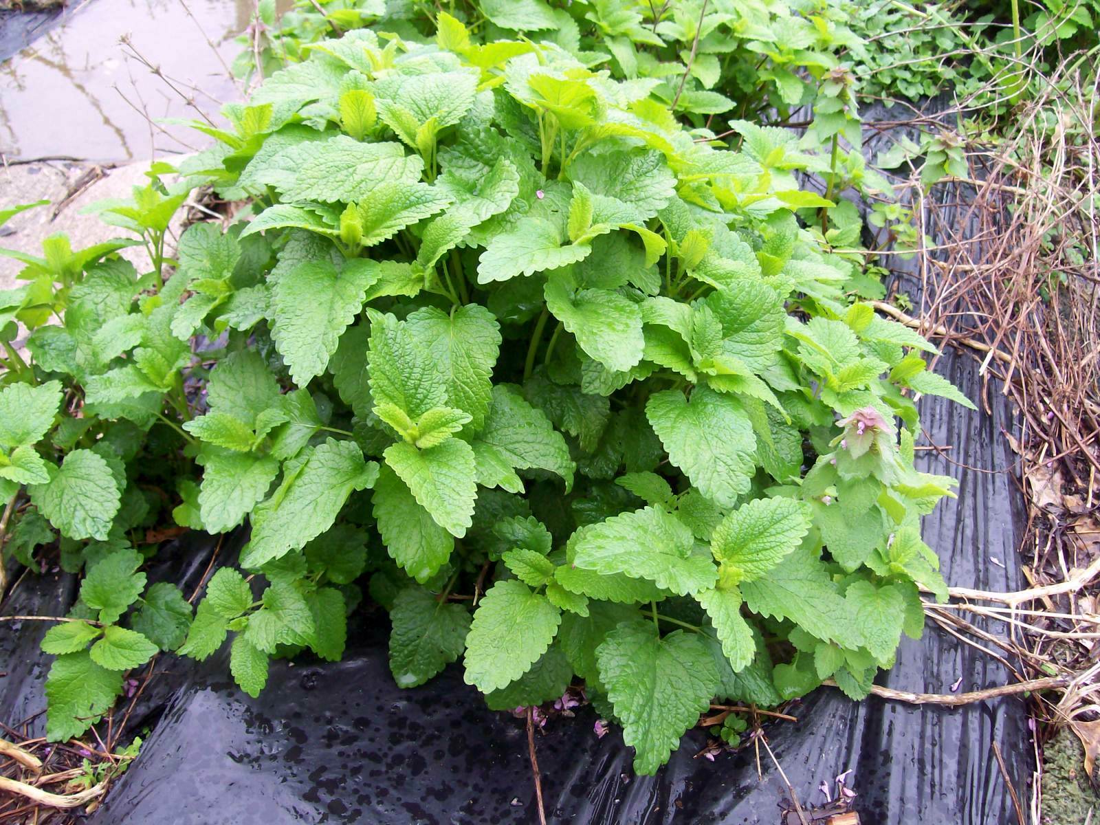 LEMON BALM ‘Melissa officinalis’ MINT LIVE PLANTS SET OF 6 HERBAL PERENNIAL