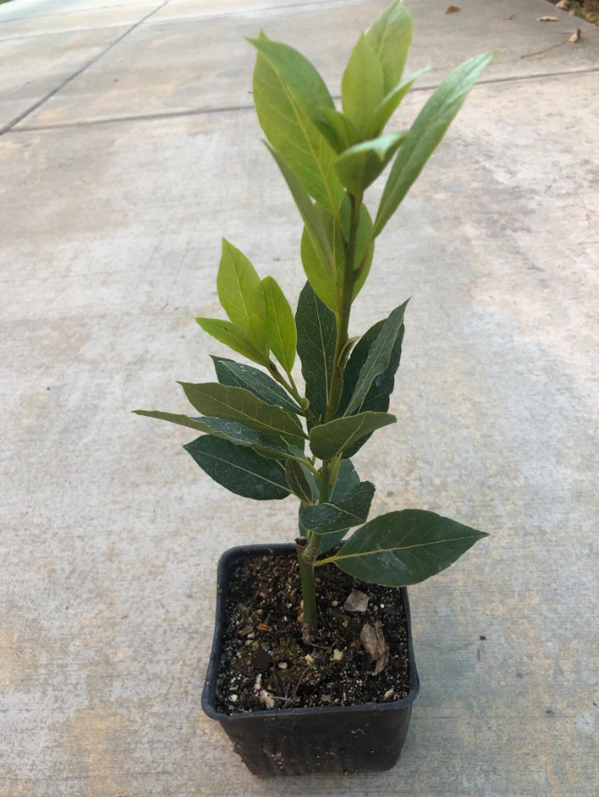 Bay Leaf Tree – Laurus Nobilis – Live Plant in 3″ Pot – 8-10″ Tall