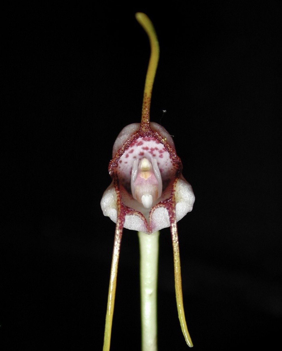 Masdevallia popowiana Rare Miniature Orchid Species Peru