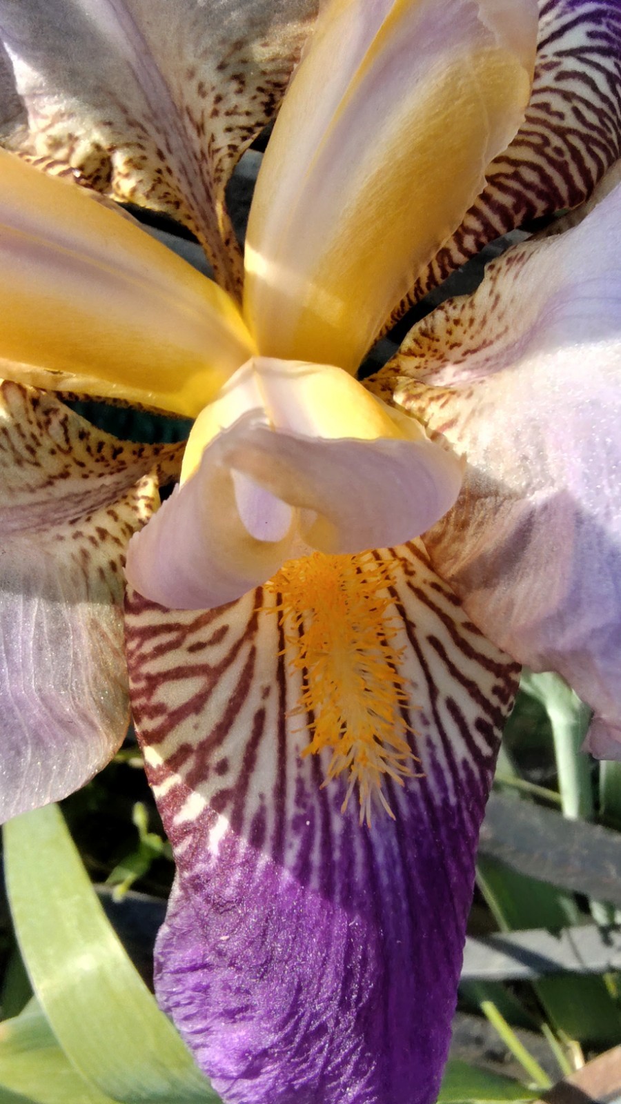 Hardy Iris Rhizomes – 5 Pack – Mixed Colors – Easy to Grow
