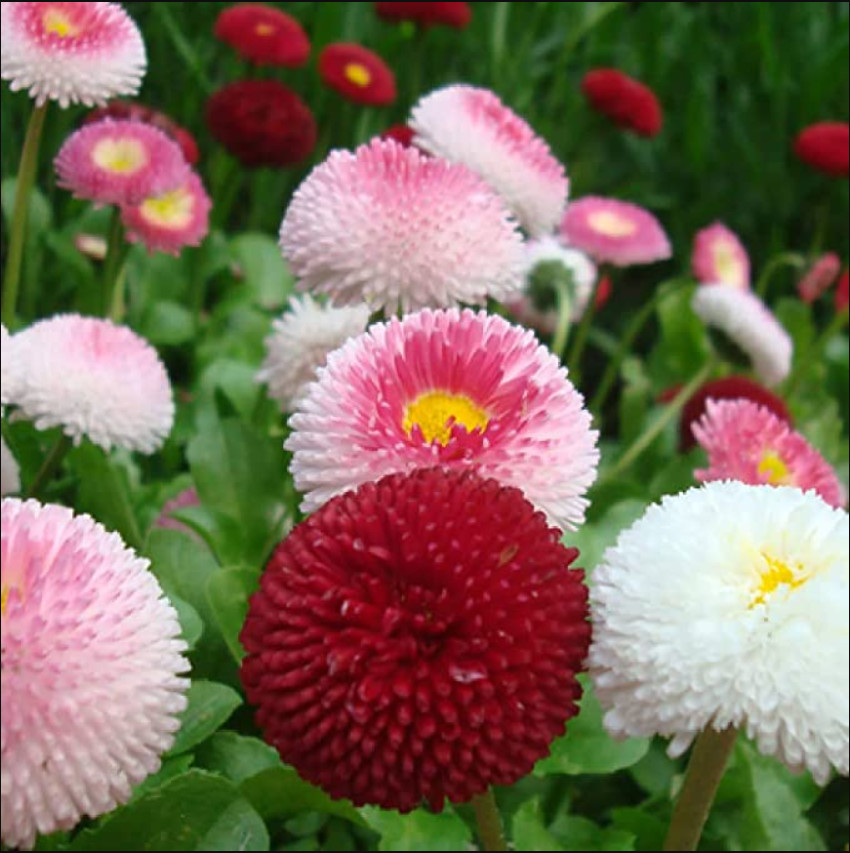 100 Seeds| English Daisy Double Mix Seeds #N001