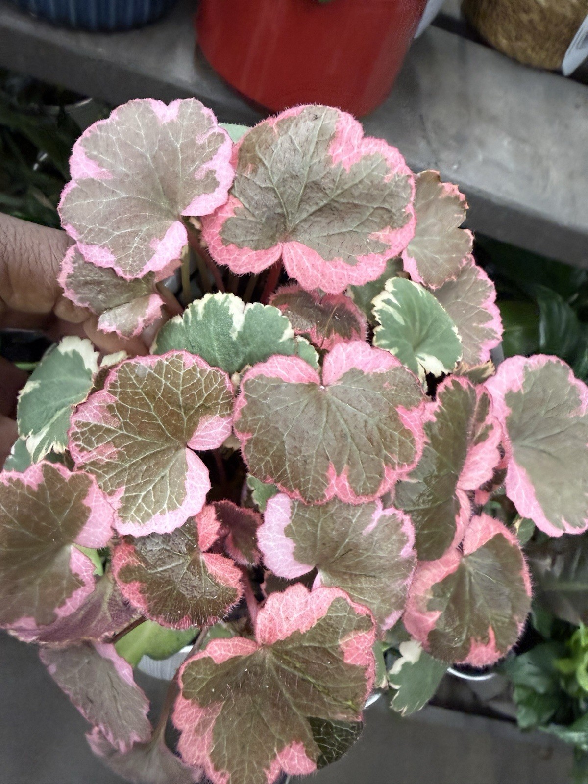 Begonia Stawberry