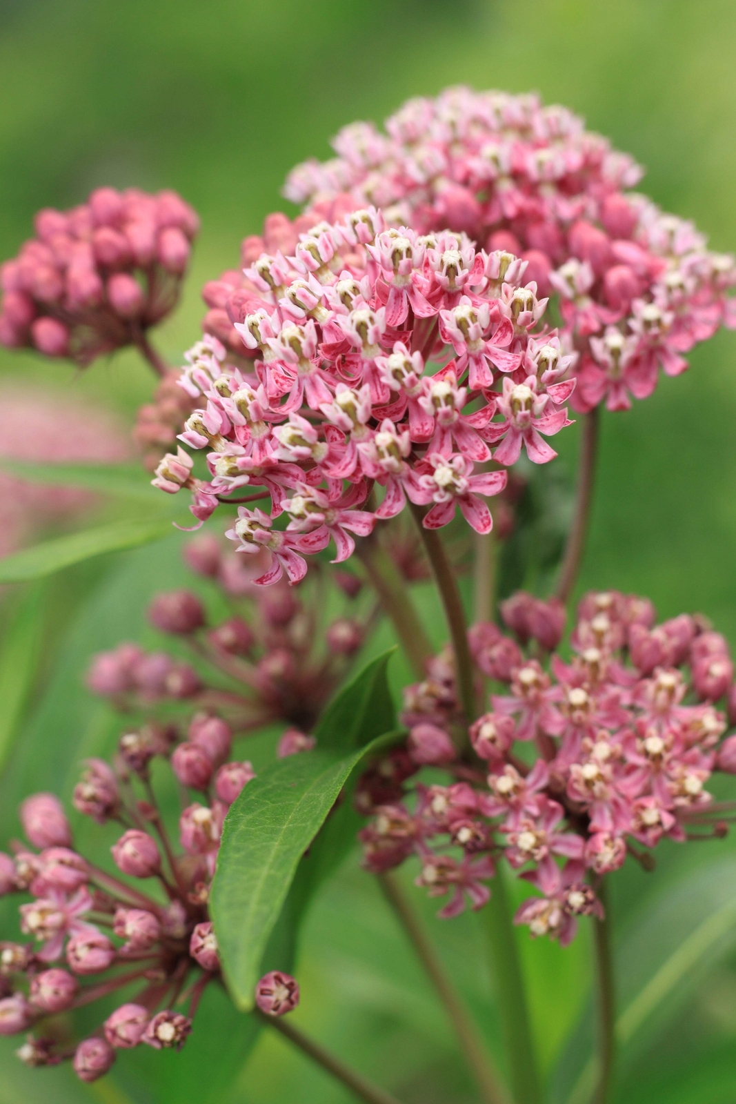 100 PINK COMMON MILKWEED Asclepias Syriaca MONARCHS! Flower Seeds *Flat S/H