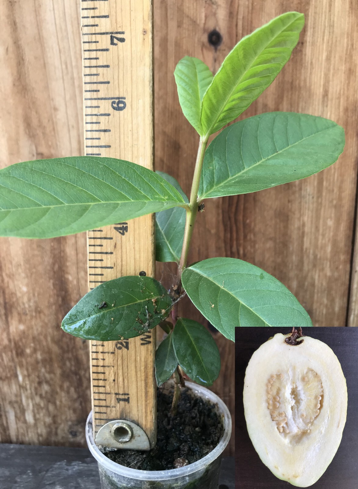 1 Asian Cream White Tropical Guava Fruit Tree Psidium Guajava Tree App 14″