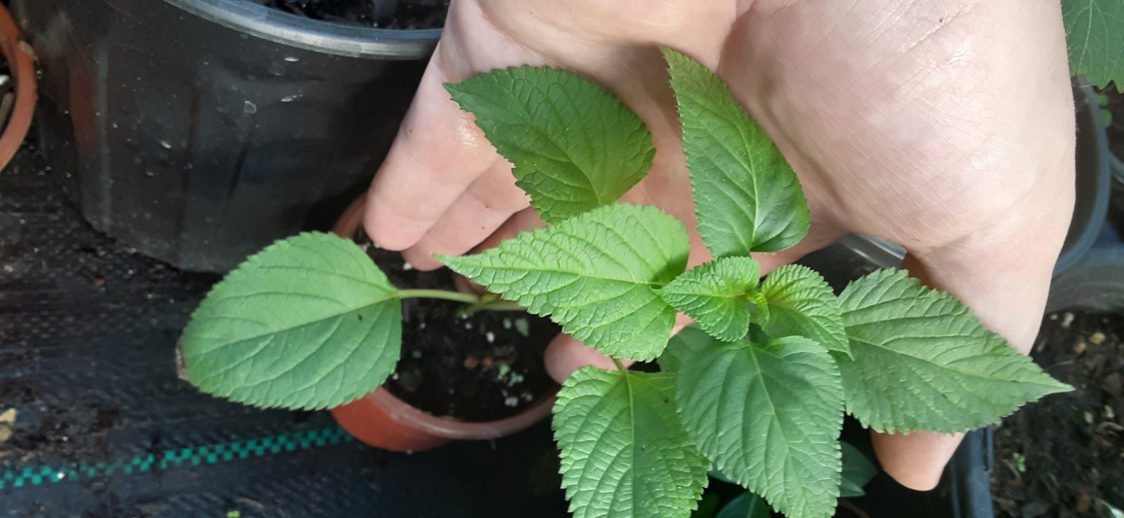Amistad Salvia Live Starter- READ LISTING
