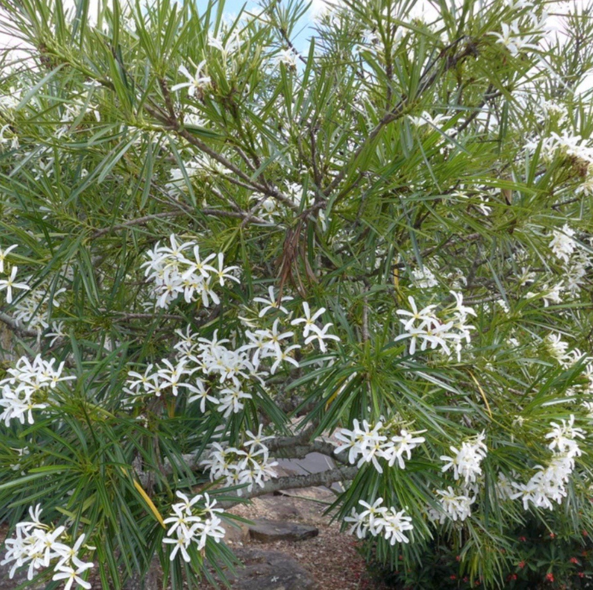 Plumeria Filifolia~Needle Leaf Plumeria~Well Rooted & Grafted Plant~Very Rare!