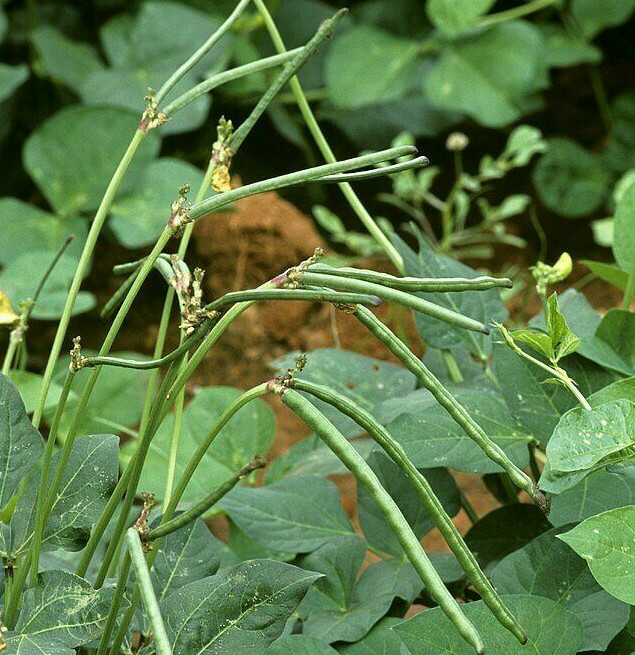 Texas Cream 8 Cowpea Seeds | Southern Field Cream Pea Crowder Bean Seed 2024