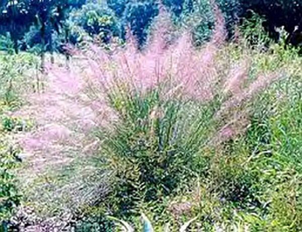 Ornamental Grass Seed – Muhlenbergia Capillaris Seeds