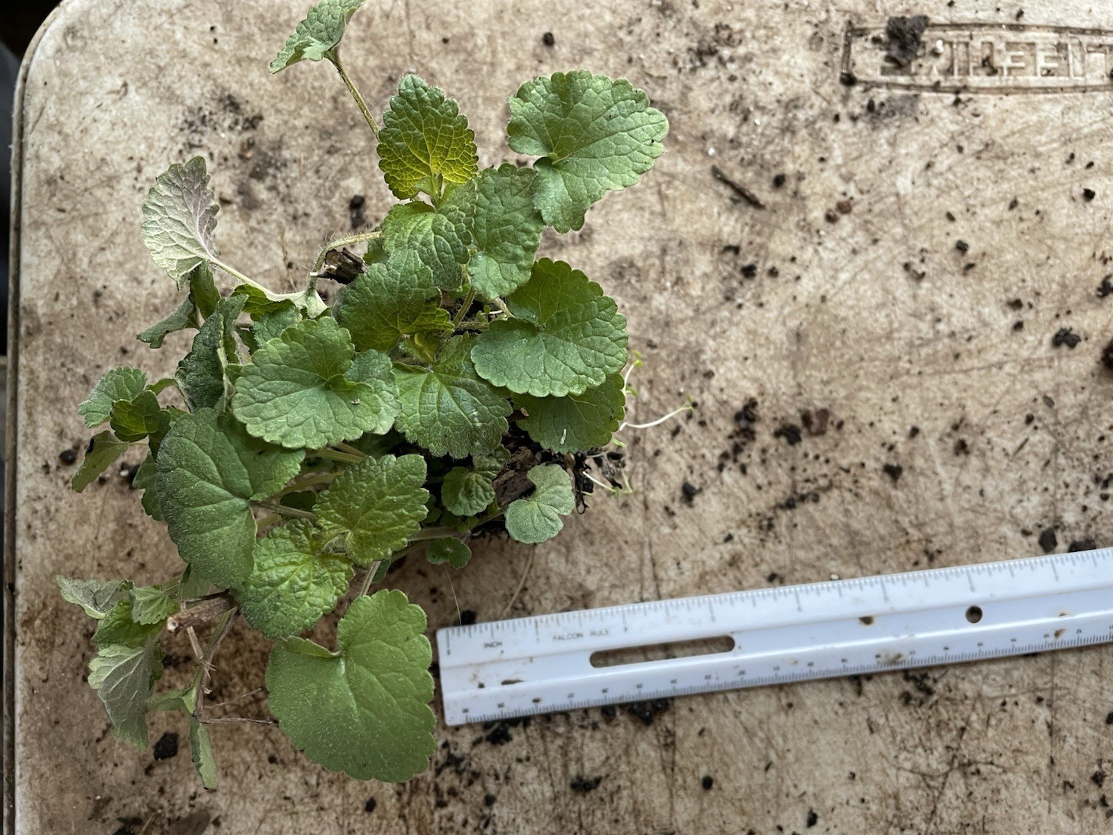 Agastache rugosa, Korean Mint, Huo Xiang, Purple Giant Hyssop, Indian Mint