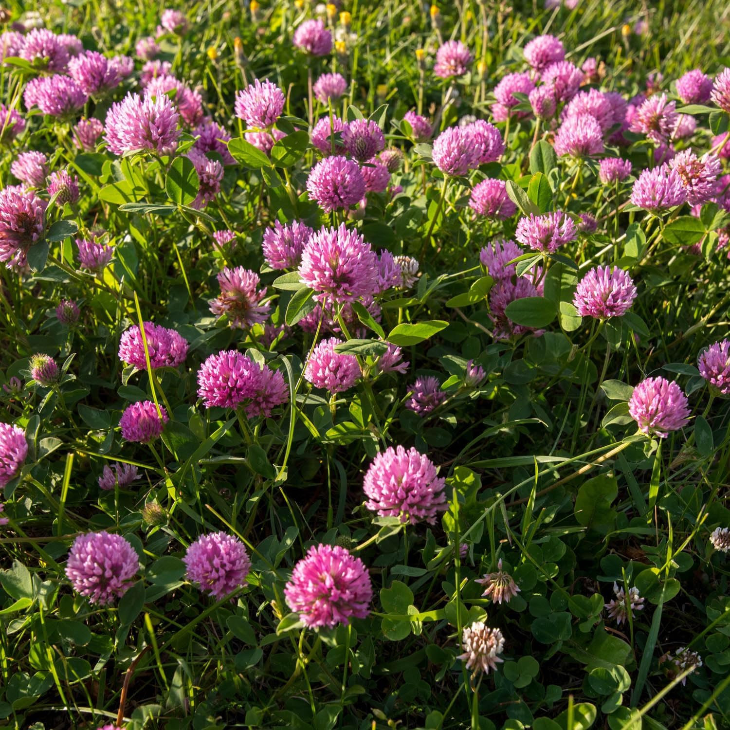Perennial Red Clover Seeds – 5 Lbs. Self-Seeding, Nitrocoated, Inoculated Clover