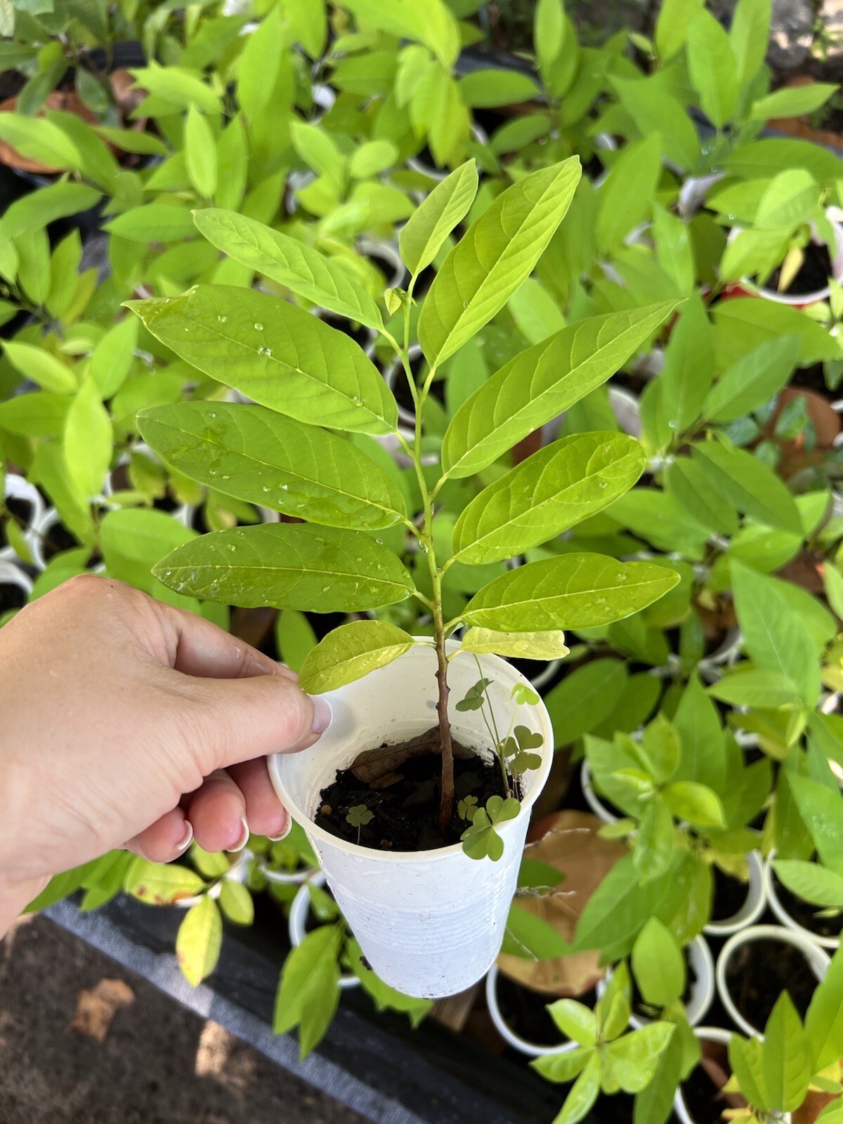 10-12” Sugar Apple Na Dai ( Mãng Cầu Dai) Live Plant Seeding