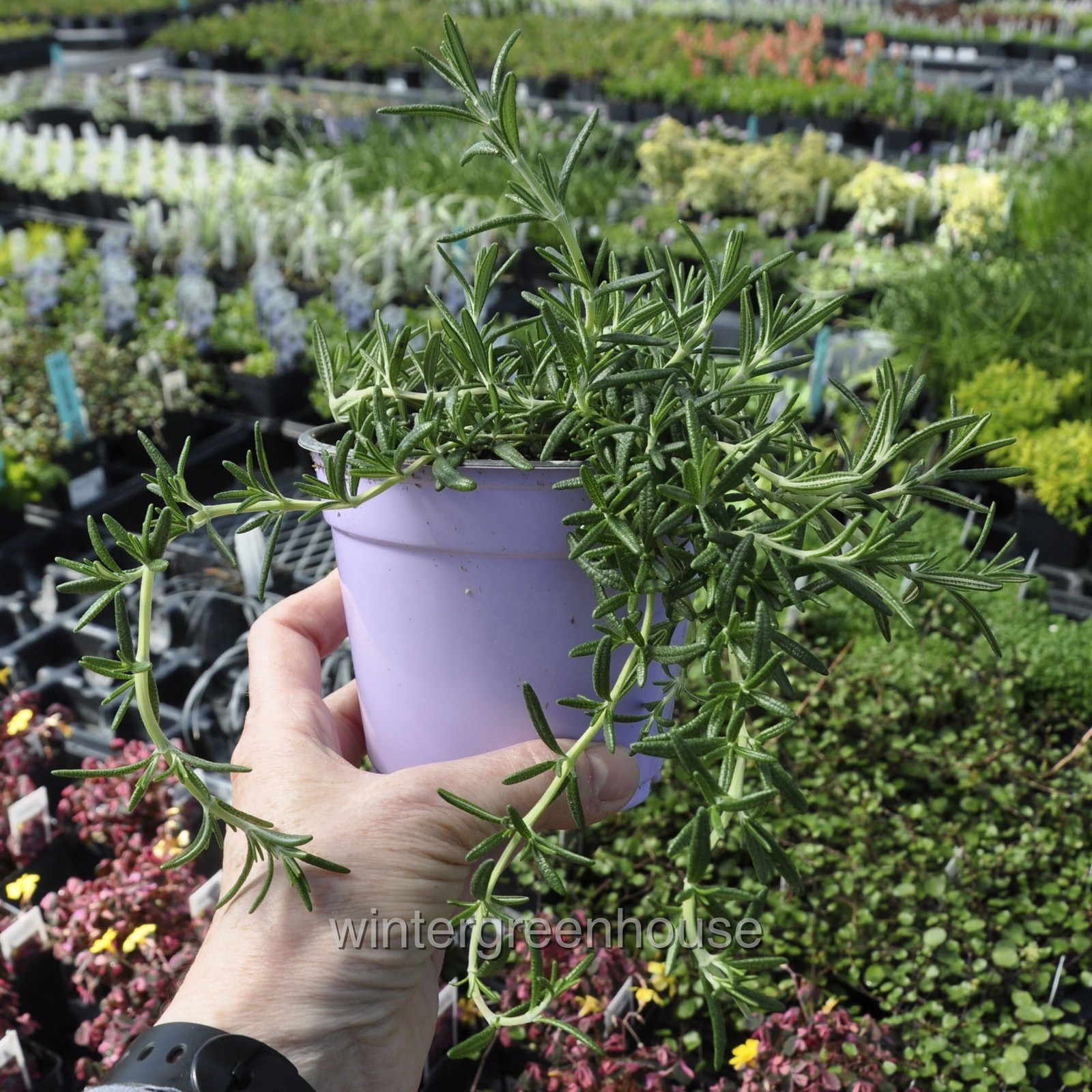 Rosmarinus prostratus, Trailing, Rosemary, Container Size: 3.5″