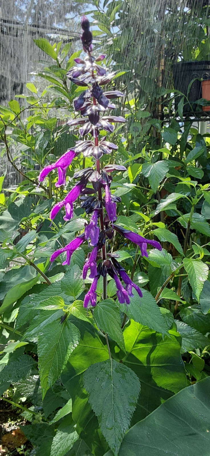 Amistad Salvia Live Starter- READ LISTING