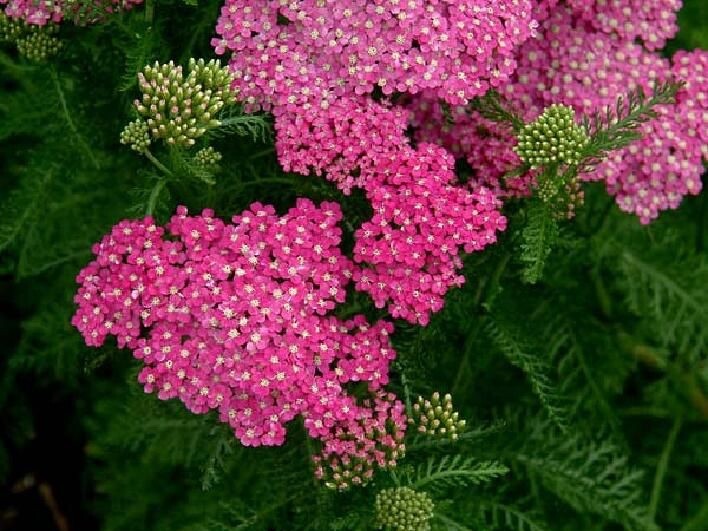 Yarrow Oertel’s Rose 25 Plants in 3-1/2 inch Pots
