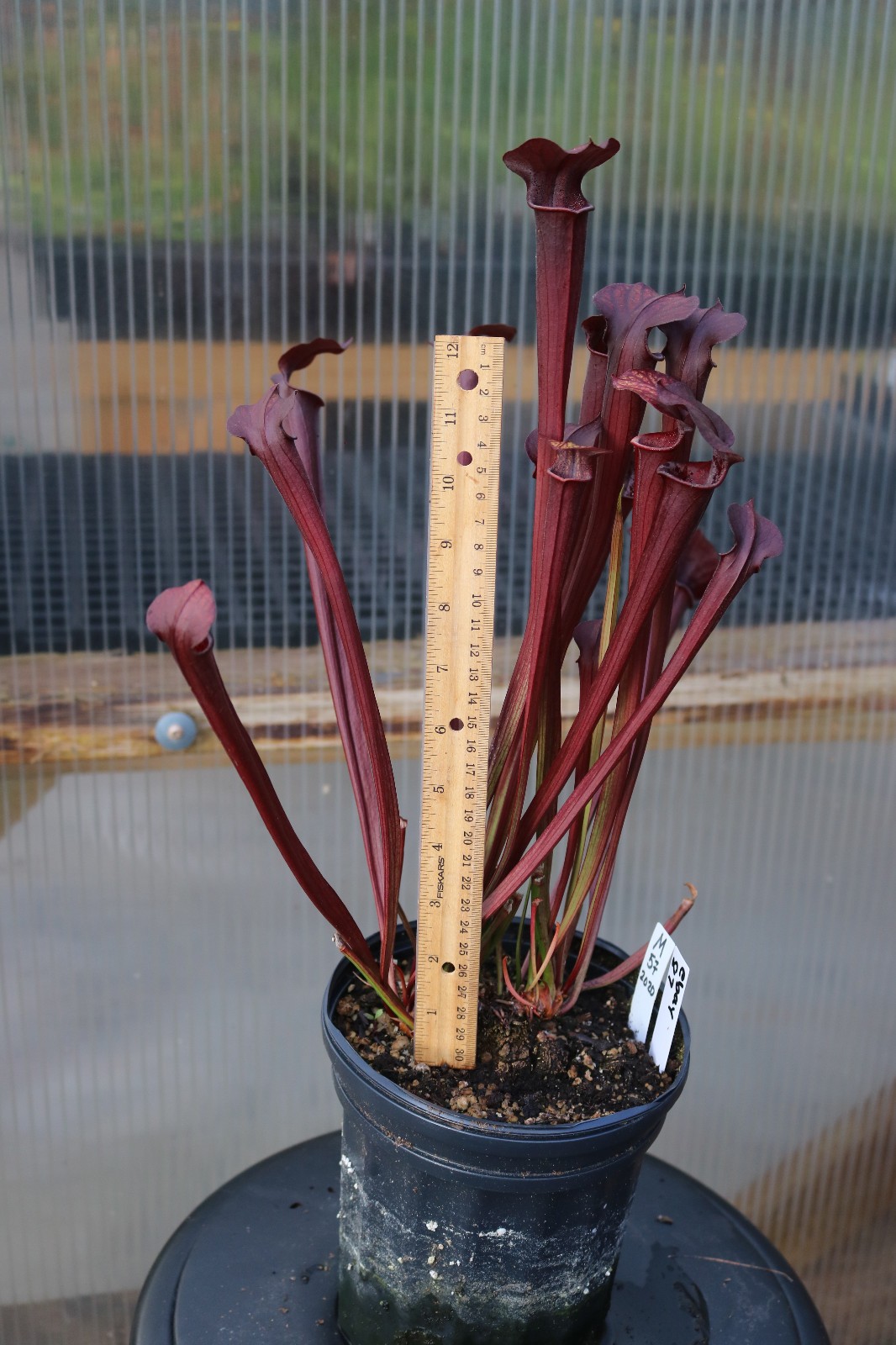 Sarracenia alata ‘Purple Helmet’ OP, Gallon Exact Plant, Dark Red Pitchers
