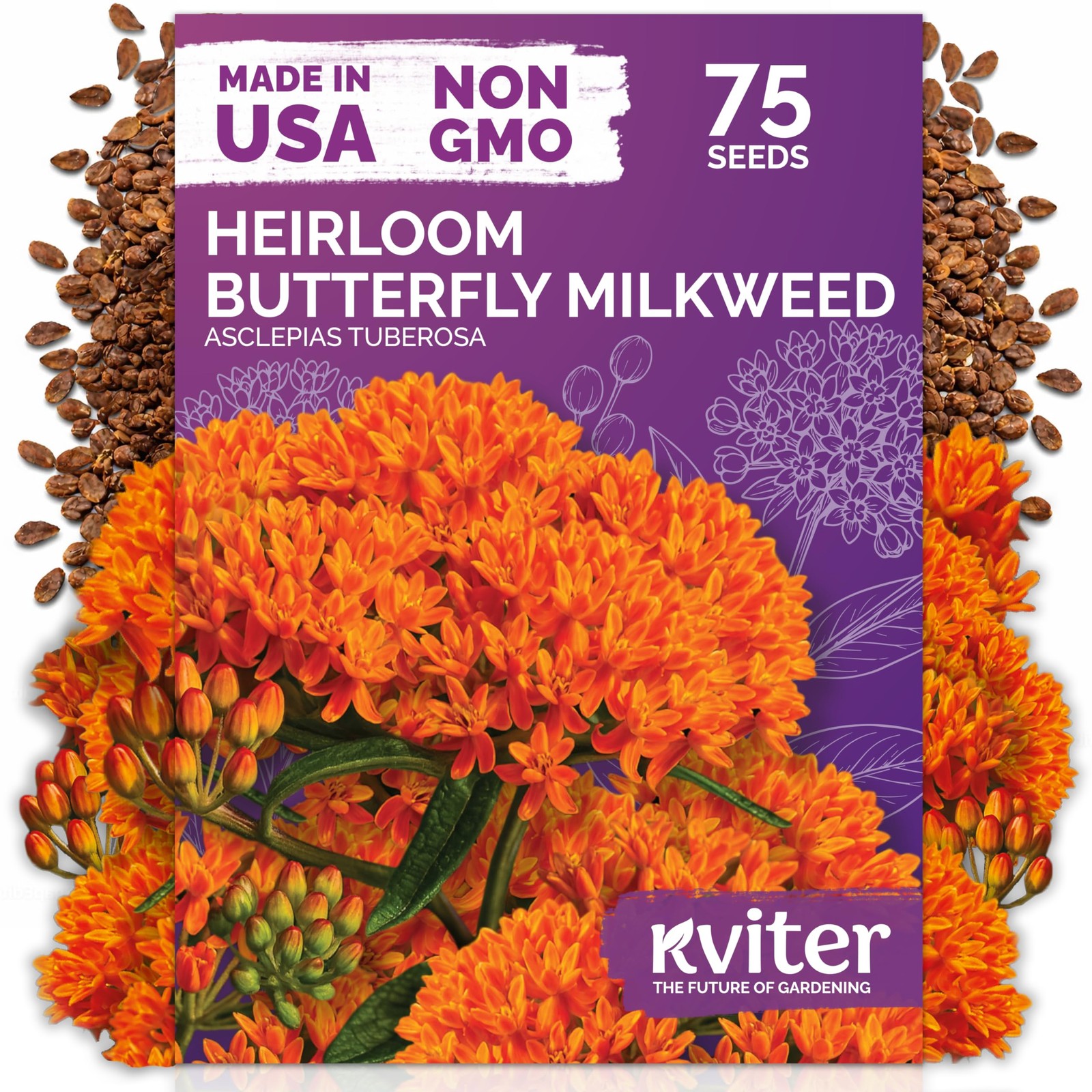 KVITER 75 Orange Butterfly Milkweed Seeds (Asclepias Tuberosa)