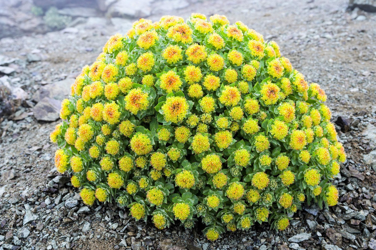 25 ROSEROOT STONECROP Golden Rose Root Sedum Rhodiola Rosea Yellow Flower Seeds
