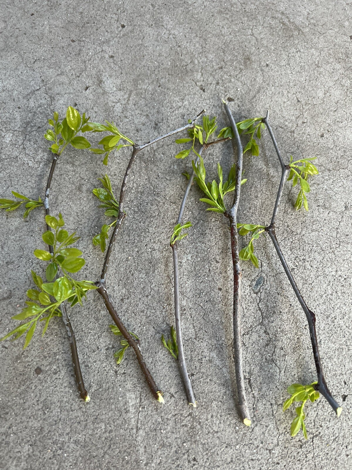 5 Pcs Jujube Tree Cuttings Lang Chinese Red Date