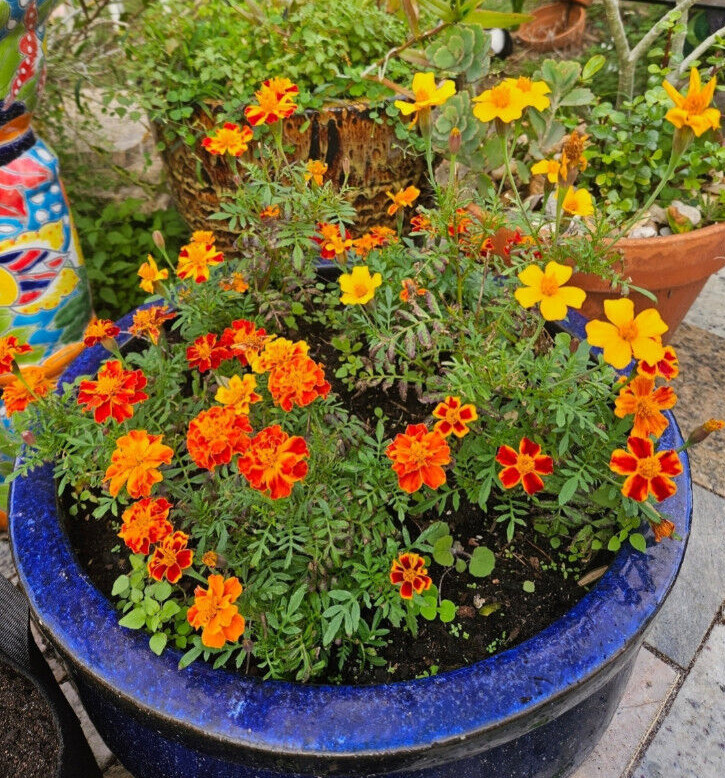 Firecracker Marigold seeds (200) / Attract POLLINATORS / ORGANIC / FL GROWN