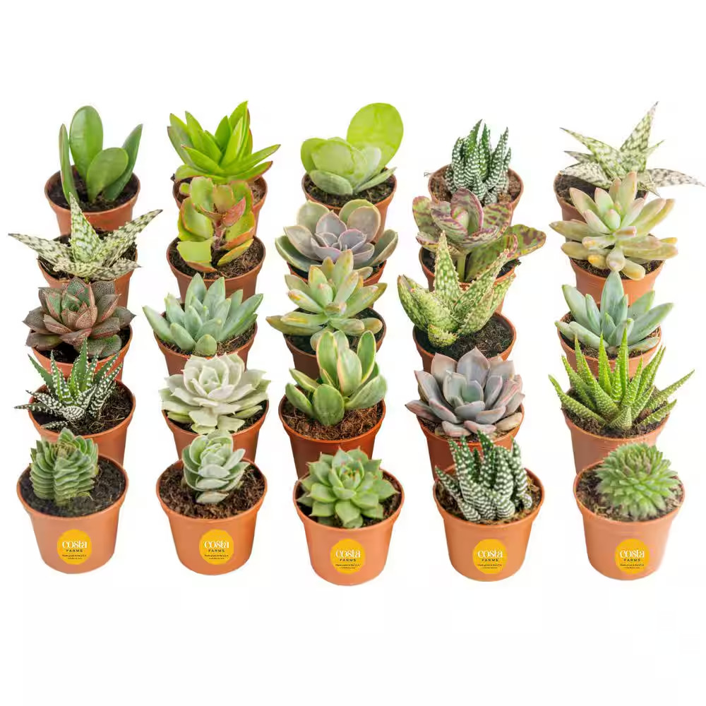 Mini Unique Indoor Succulent Plants in 2 In. round Grower Pot, Avg. Shipping Hei