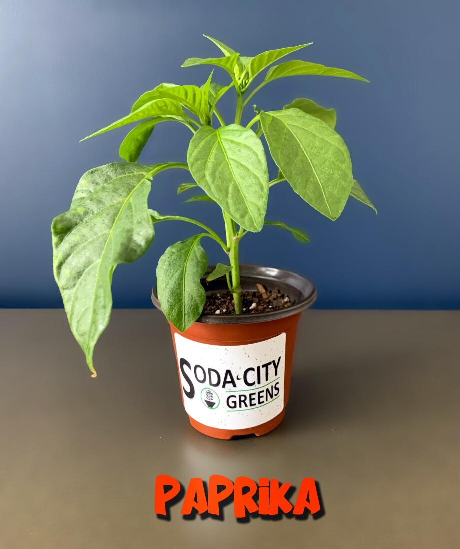 Hungarian Paprika Pepper Seeds 10+ FREE SHIPPING!