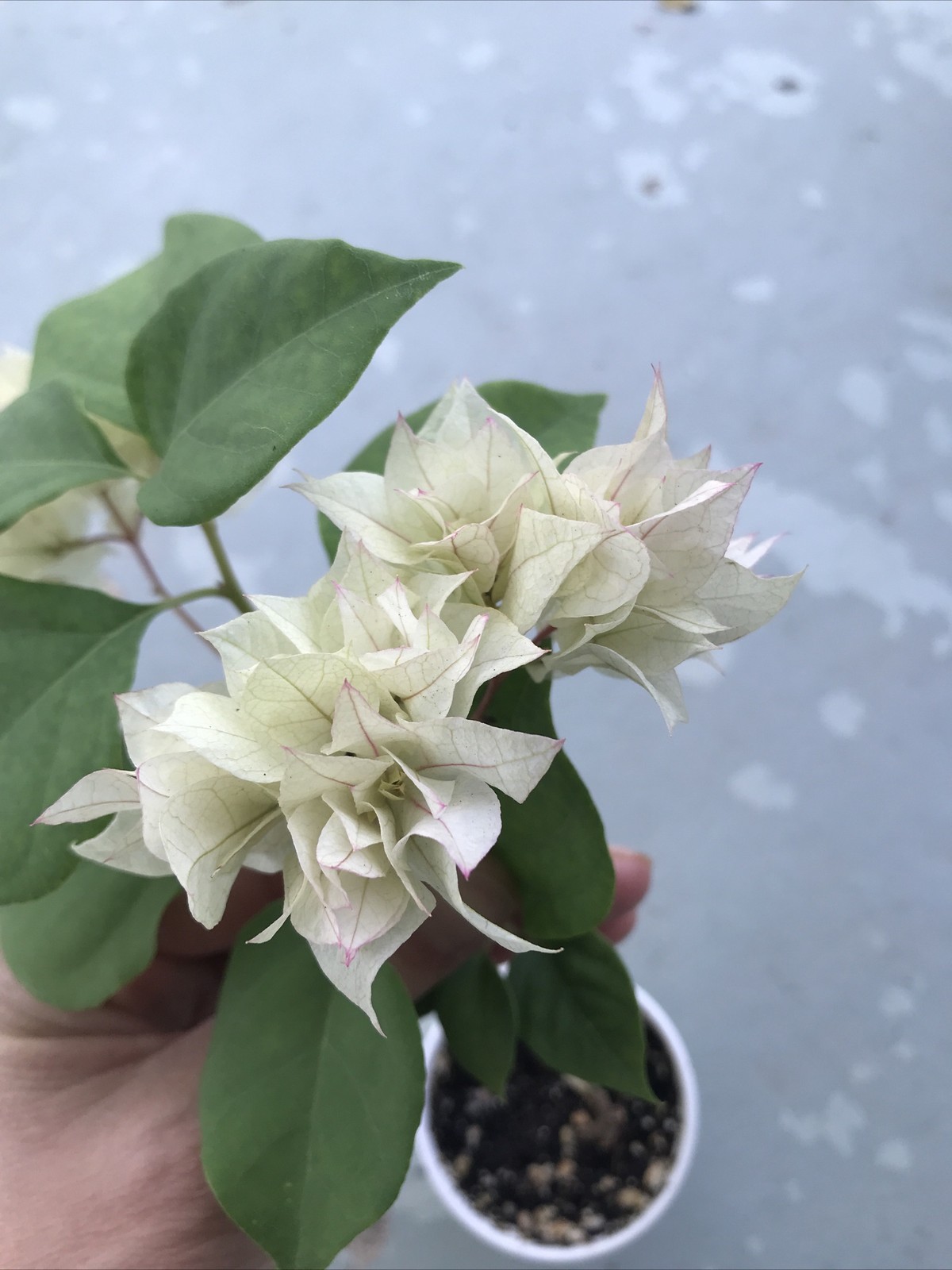 Bougainvillea live plant Double Pink