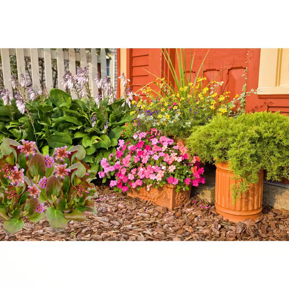 2.5 Qt. Bergenia Perennial Plant with Rose Pink Flowers-1 Pack