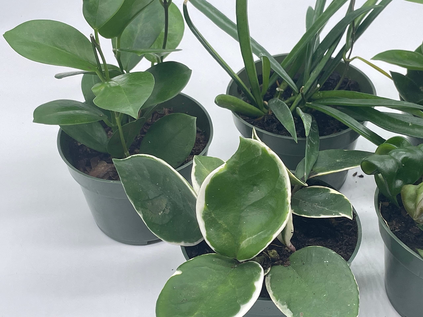 Hoya Assortment Set, Hindu Rope, Krimson Queen, Ketiana, Chelsea, Australis, Lis