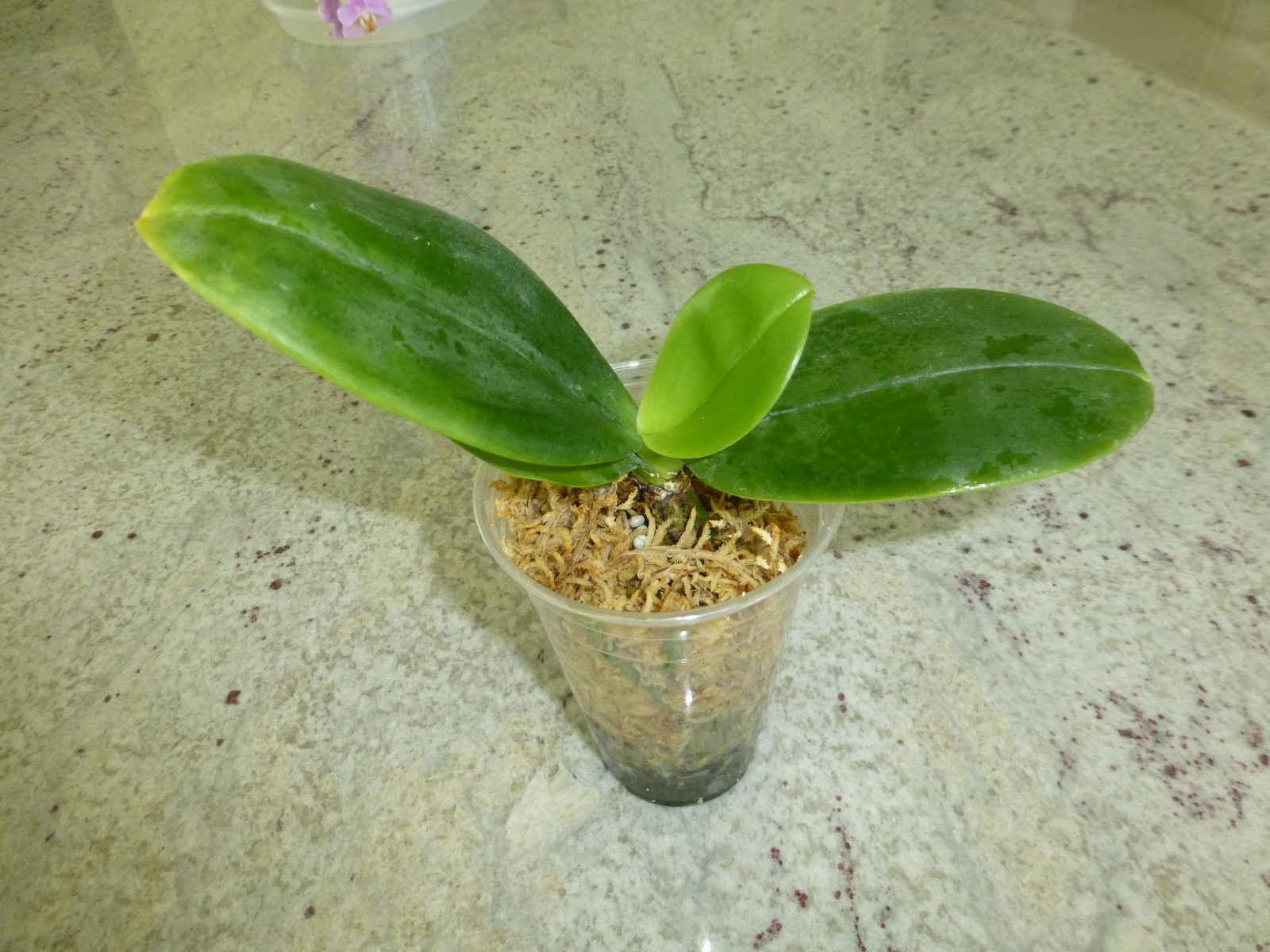 Fragrant Orchid Phalaenopsis Phal LD’s Bear King ‘6S44’ Red Novelty In 3.5″ Pot