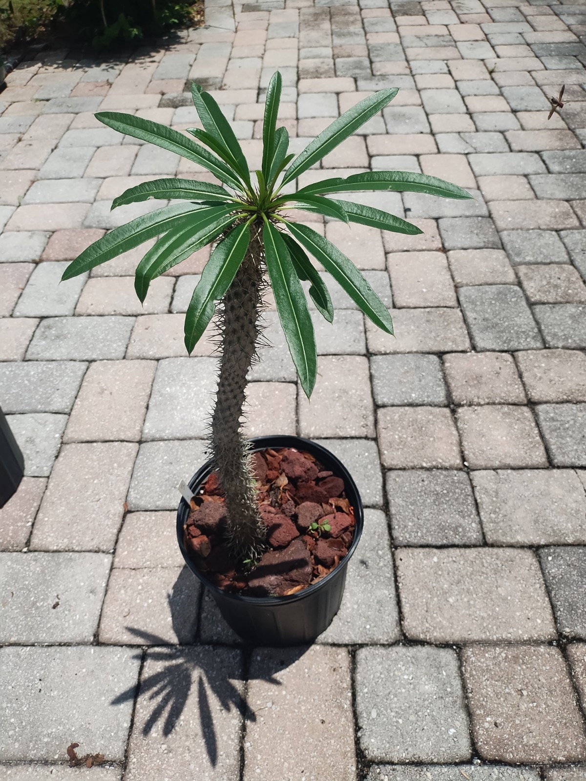 Pachypodium lamerei ‘Madagascar Palm, 30 Inches Tall. Plant #3