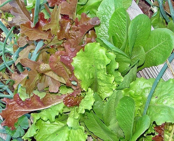 Fall Winter Mix Heirloom Lettuce Seeds Non GMO 500