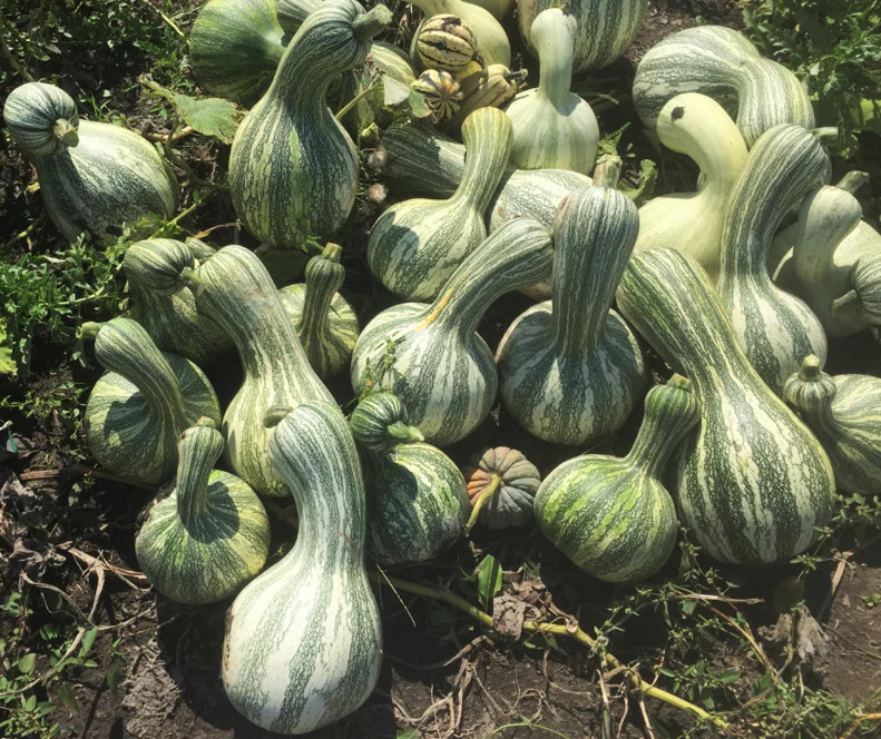 Green Striped Cushaw Seeds | Silver Pumpkin Winter Squash Vegetable Seed 2023