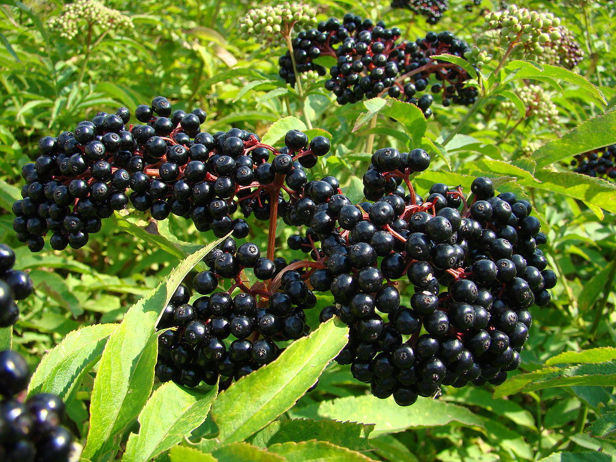 Elderberry, BLACK ELDERBERRY tree berry, 35 seeds!