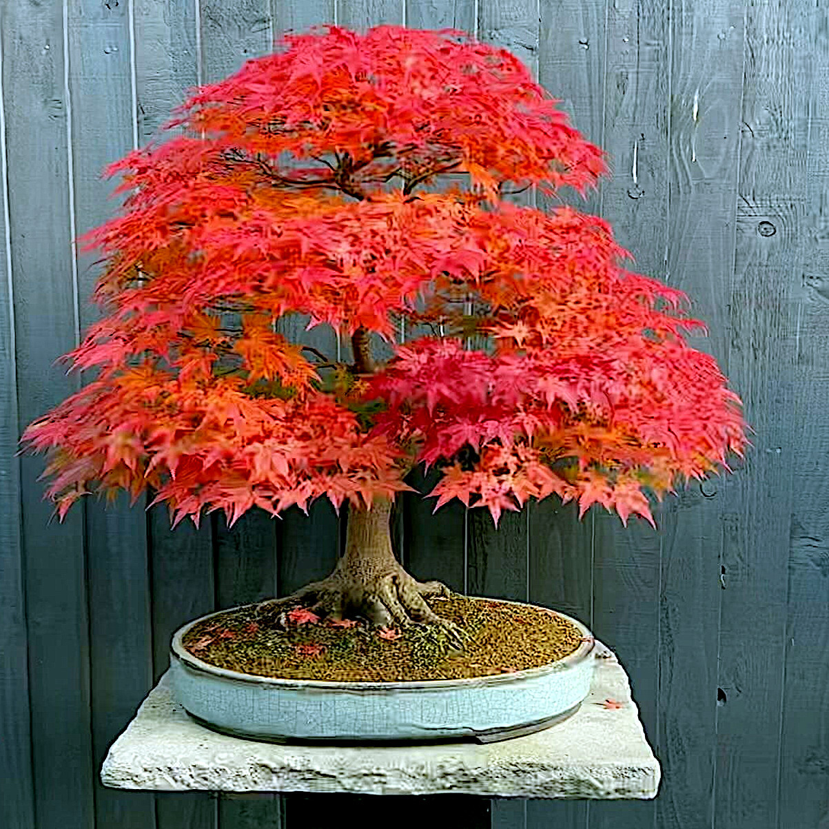 *RED SUNSET* Japanese Maple (Acer rubrum) Tree Seeds, Landscaping or Bonsai