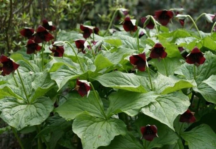 Trilliams Furroweds Erectums Barksdale’s Robin Wake Outdoors 5 Trillium Sulcatum