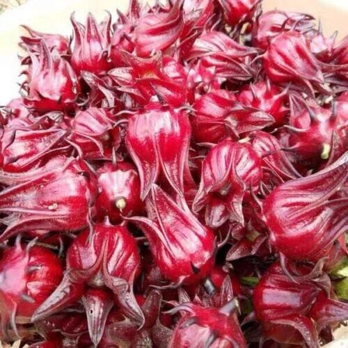 50+Roselle Seeds Asian Sour Leaf Red Sorrell Florida Cranberry Jamaican Tea USA