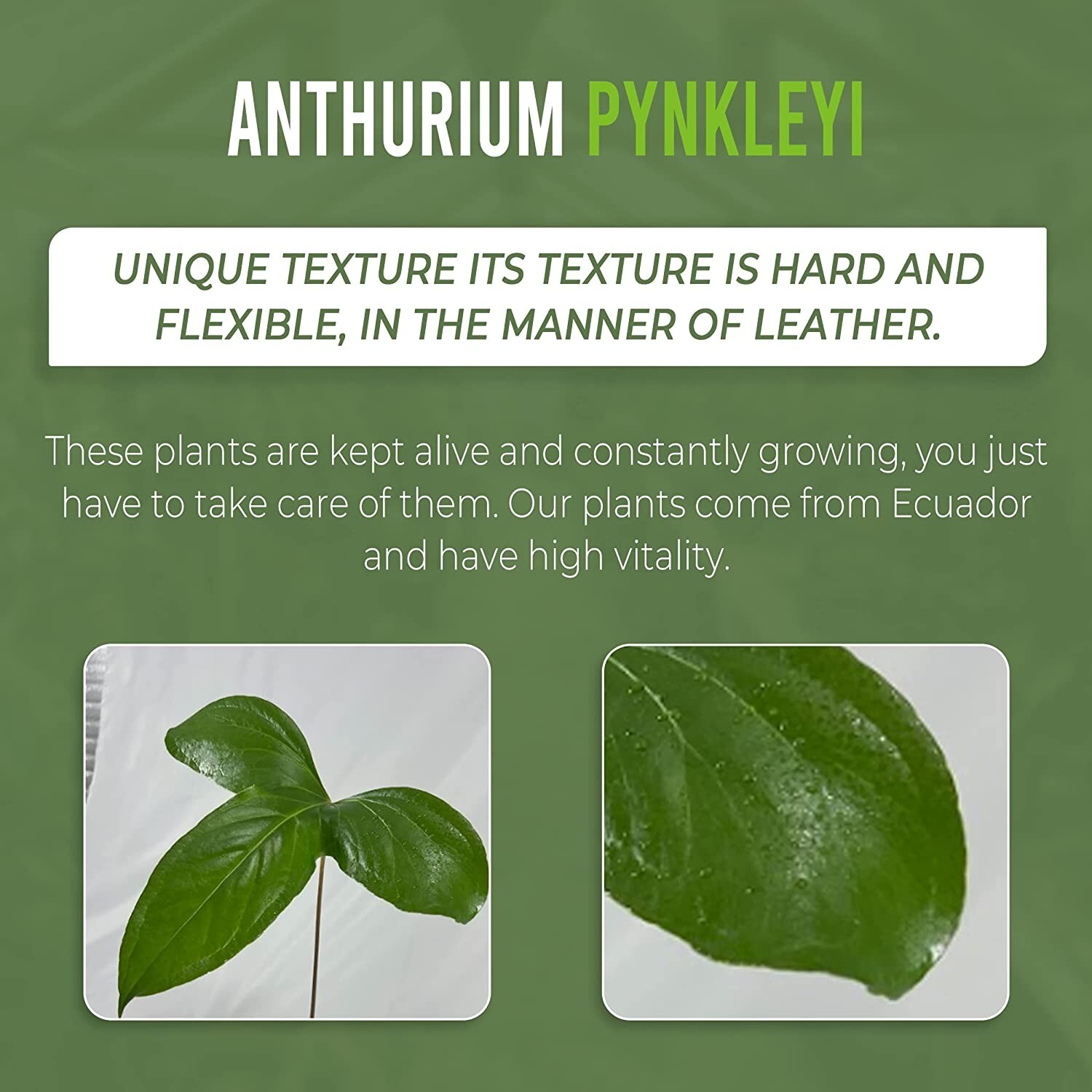 Anthurium Pynkleyi by LEAL PLANTS ECUADOR |Green Live House Plants for Indoors