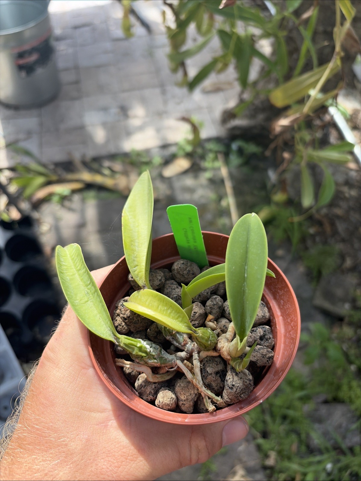Cattleya walkeriana coerulea ‘Edward’ SM/JOS Blue Orchid Plant Species 0714 BS