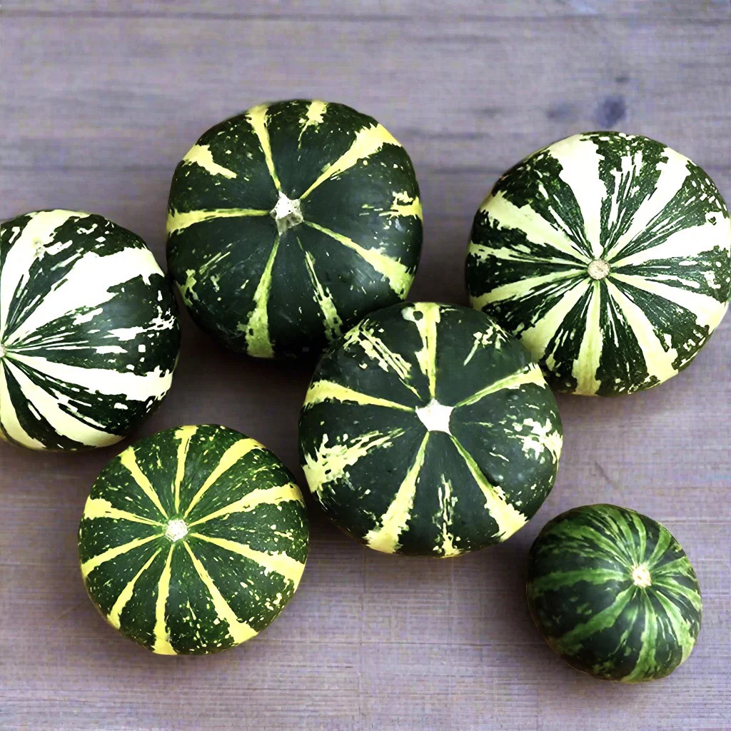 Flat Striped Ornamental Gourd Seeds – For 2025 Planting Miniature Autumn