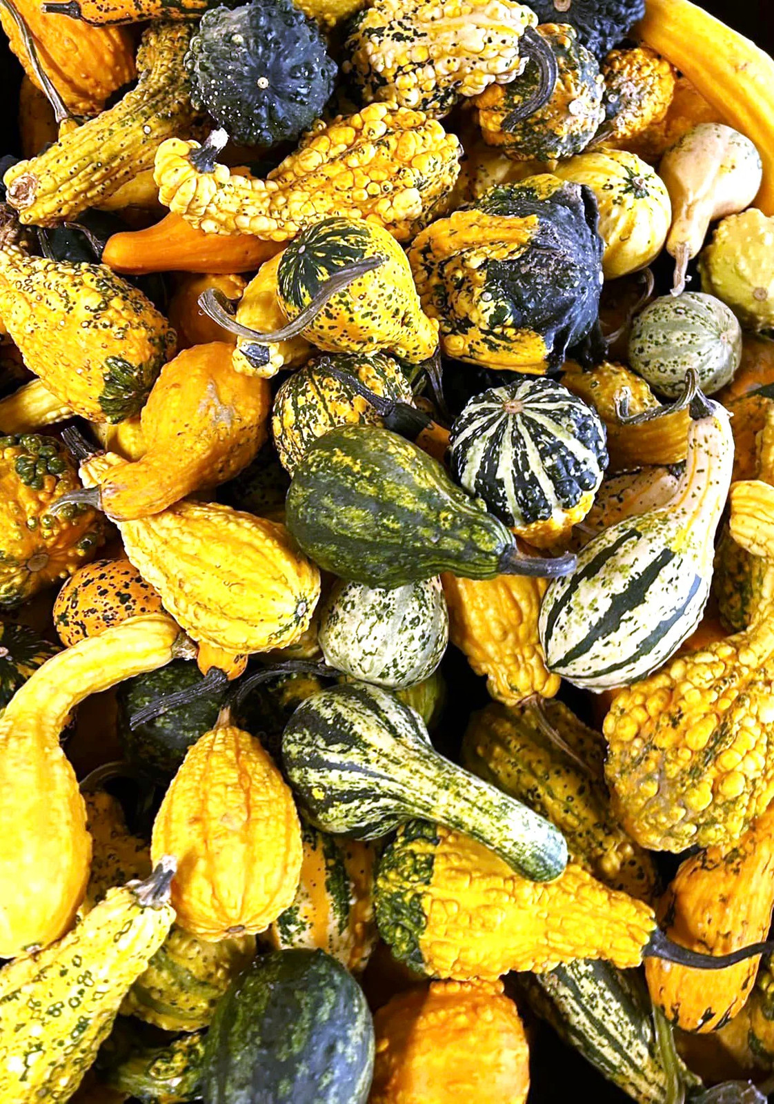 Small Warted Indy Mix Ornamental Gourd Seeds – For 2025 Planting Miniature