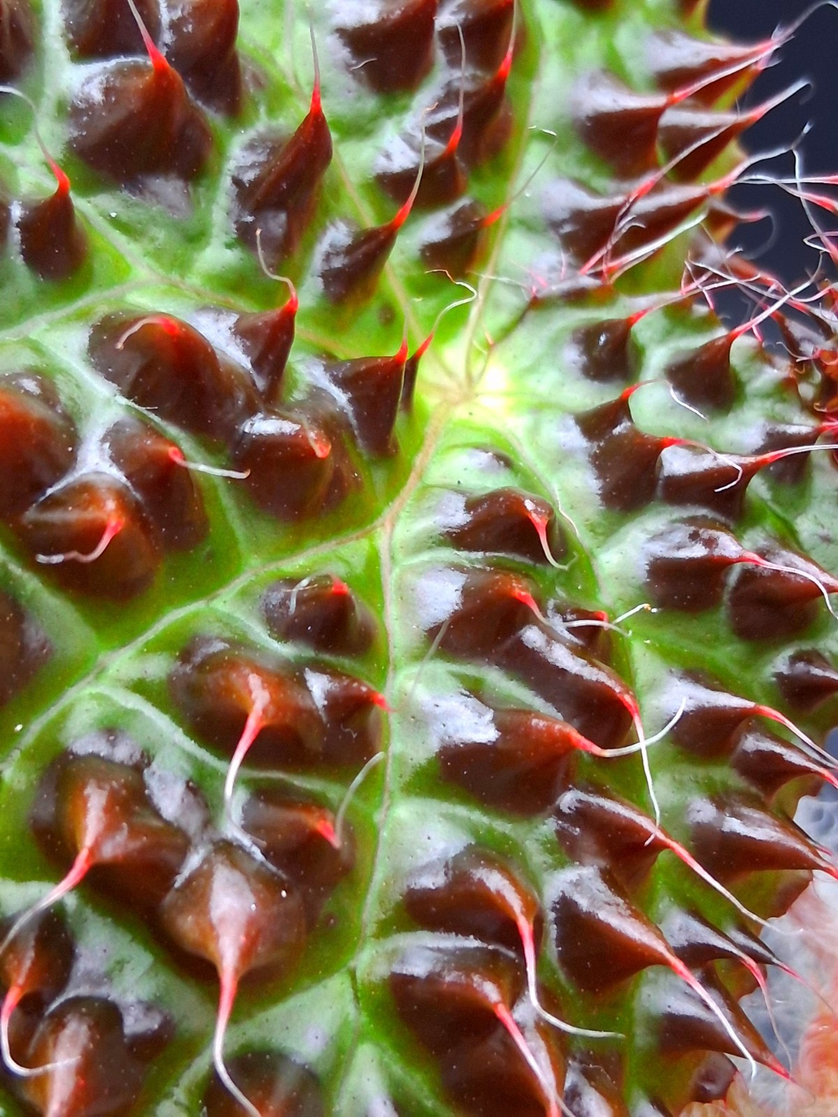 Begonia Melanobullata, Exact Plant!!!!