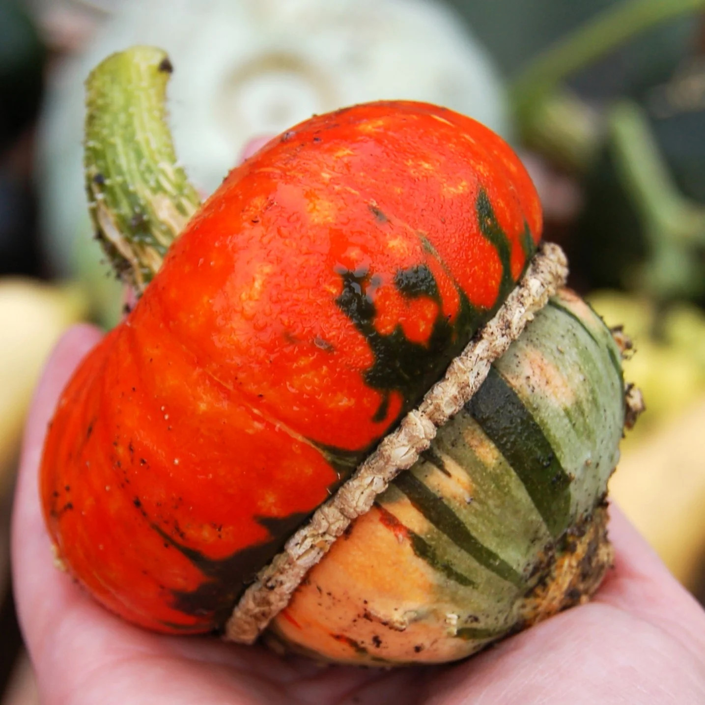 Mini Red Turban Ornamental Gourd Seeds – For 2025 Planting Elf Houses Miniature