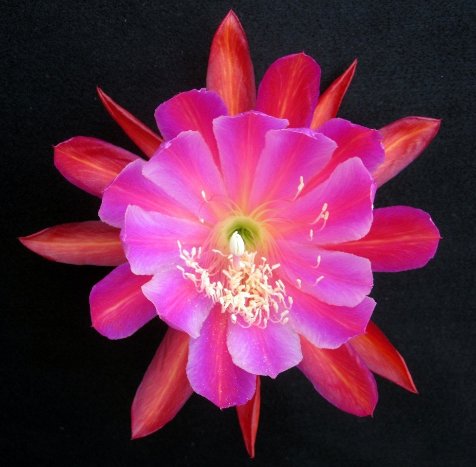 Epiphyllum, Orchid Cactus, ” SHANGRI-LA “, Don’s Quart pots JULY/1